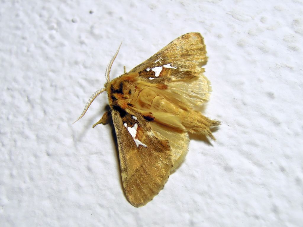 Spatalia argentina (Notodontidae)